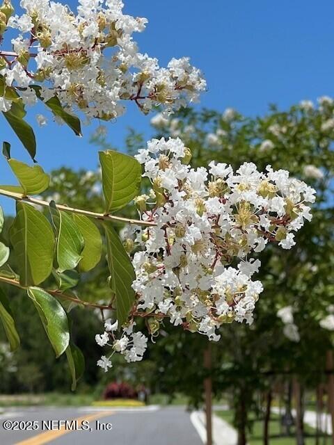 12 Mulberry Road Palm Coast, FL 32164 - Photo 44 of 47 flowers