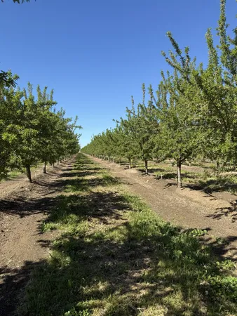 $2,985,000 | 1613 Fig Avenue, Patterson, CA 95363