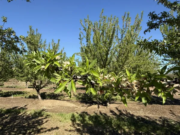 $2,985,000 | 1613 Fig Avenue, Patterson, CA 95363