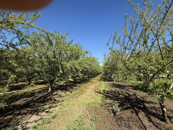 $2,985,000 | 1613 Fig Avenue, Patterson, CA 95363