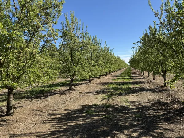 $2,985,000 | 1613 Fig Avenue, Patterson, CA 95363