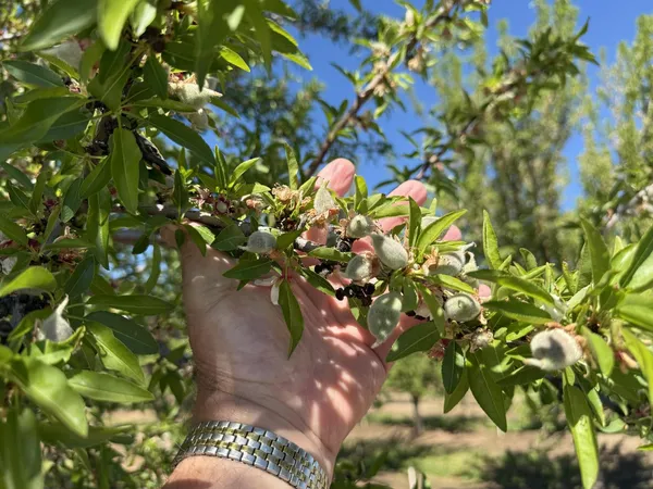 $2,985,000 | 1613 Fig Avenue, Patterson, CA 95363