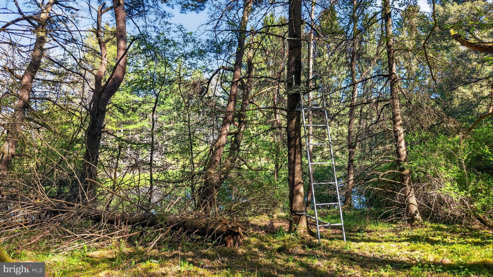259 A A-Frame Road Coudersport, PA 16915 - Photo 113 of 130 Ladder amidst serene forest greenery.
