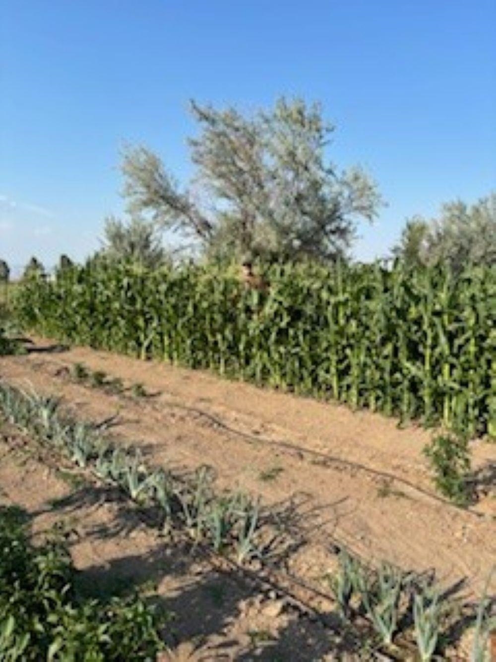 1516 M M 3/8 Road Loma, CO 81524 - Photo 39 of 42