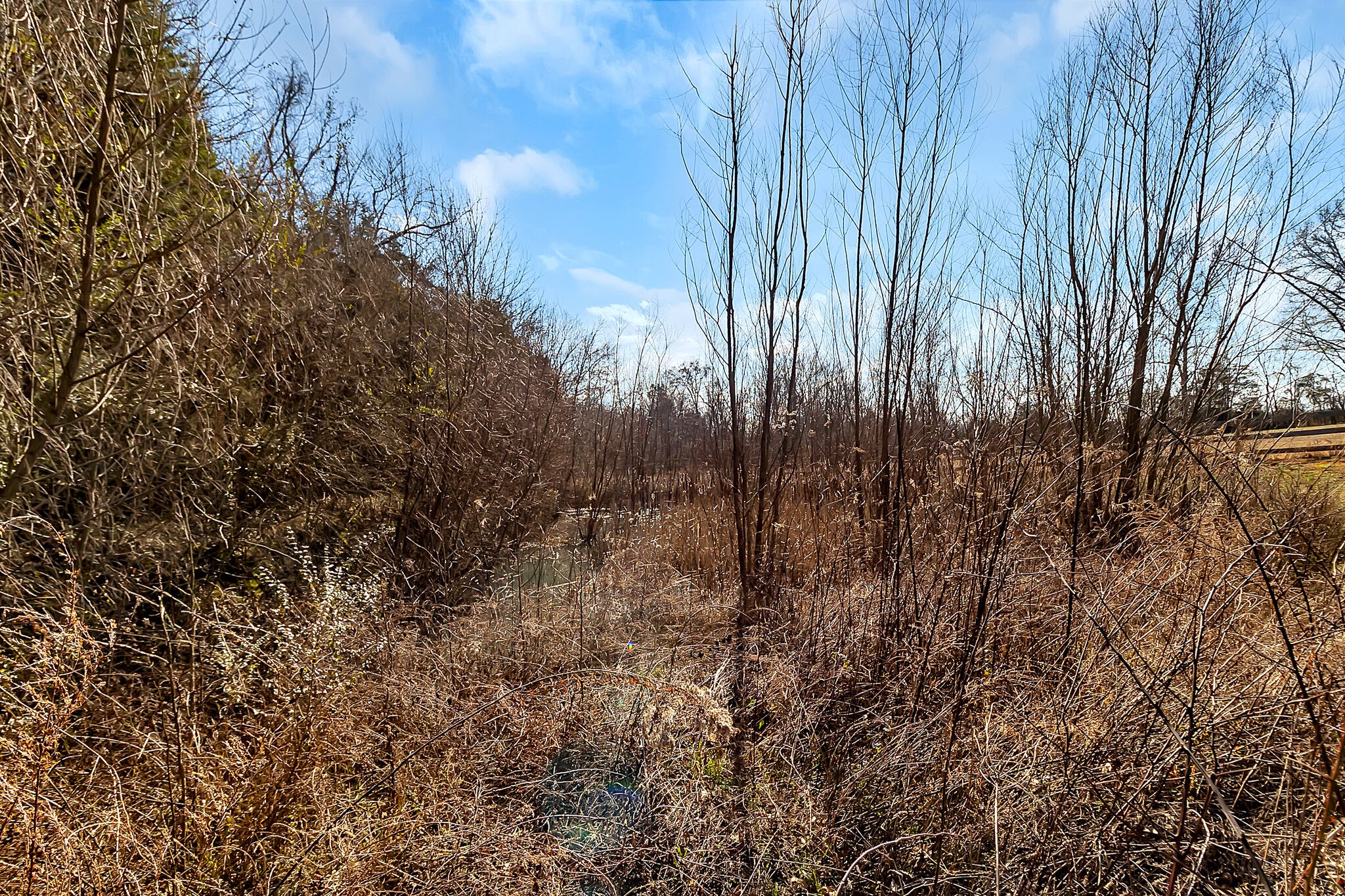 482 Fruit Valley Road Rockvale, TN 37153 - Photo 33 of 37 a view of forest
