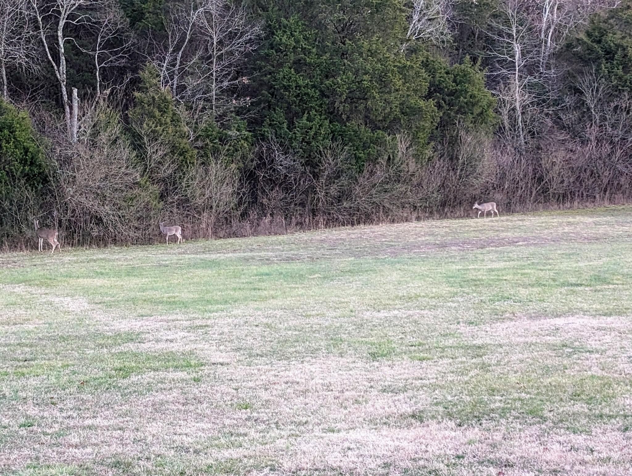 482 Fruit Valley Road Rockvale, TN 37153 - Photo 37 of 37 a view of a field with a tree