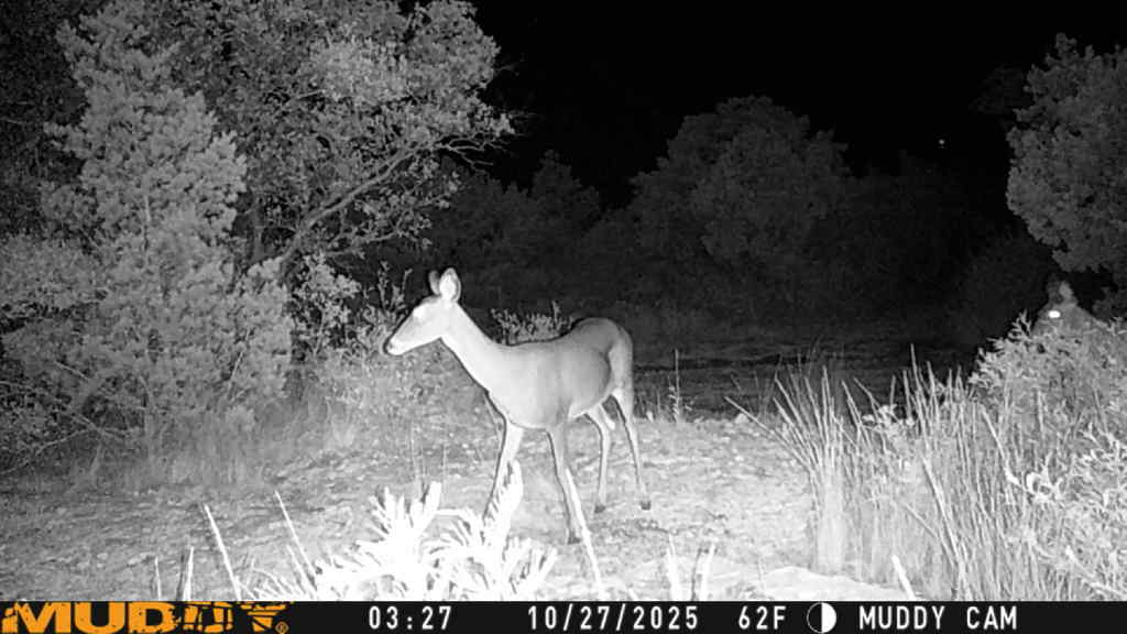 635 County Road 635 Rocksprings, TX 78880 - Photo 29 of 31 A tranquil landscape offers natural vegetation and a serene wildlife presence.