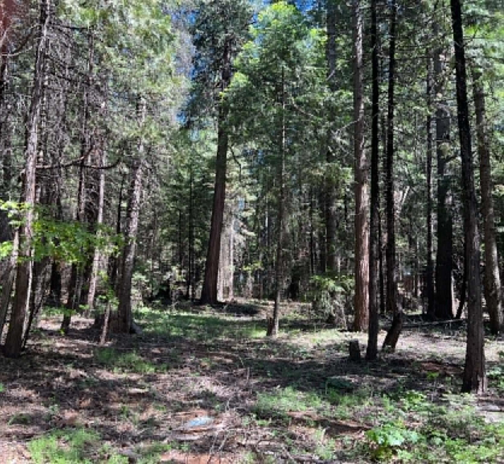 0 Logging Road Shingletown, CA 96088 - Photo 12 of 32 a backyard of a house with lots of trees