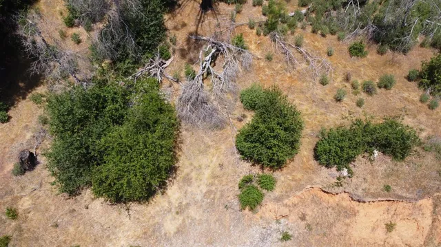 a plant that is in a garden