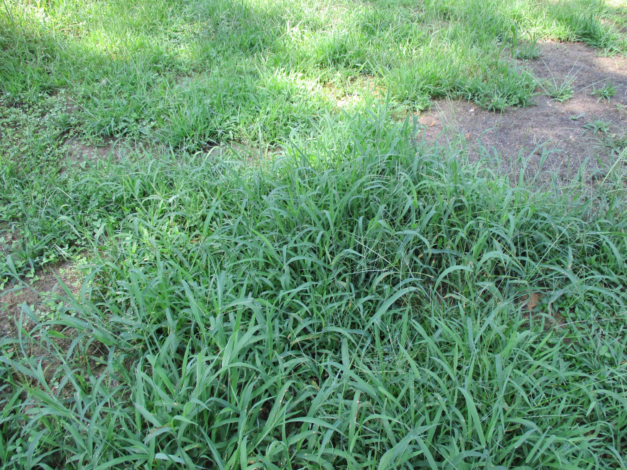 0 Red Bank Creek Road Lobelville, TN 37097 - Photo 3 of 8 a view of a yard with a plant