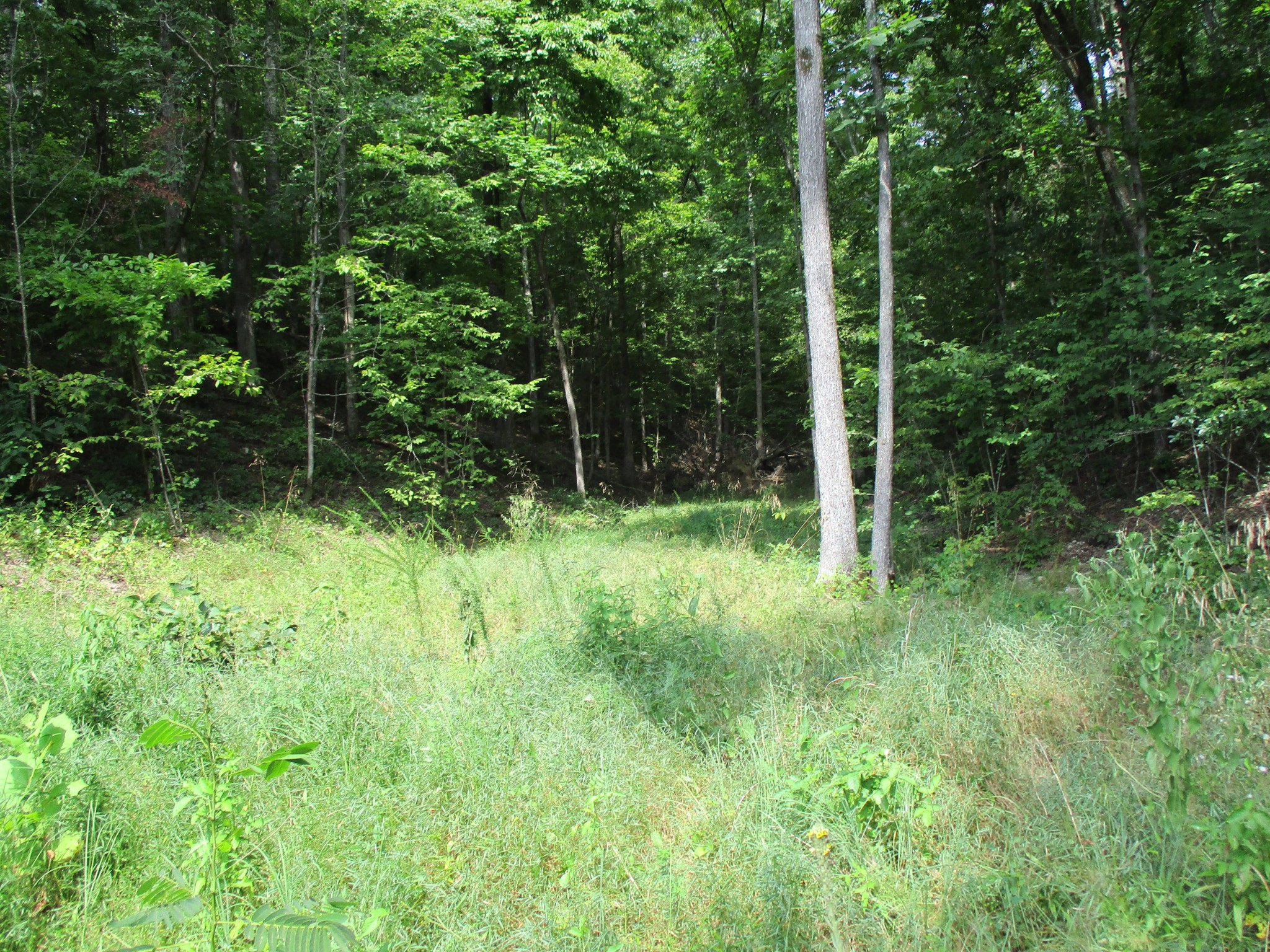 0 Red Bank Creek Road Lobelville, TN 37097 - Photo 5 of 8