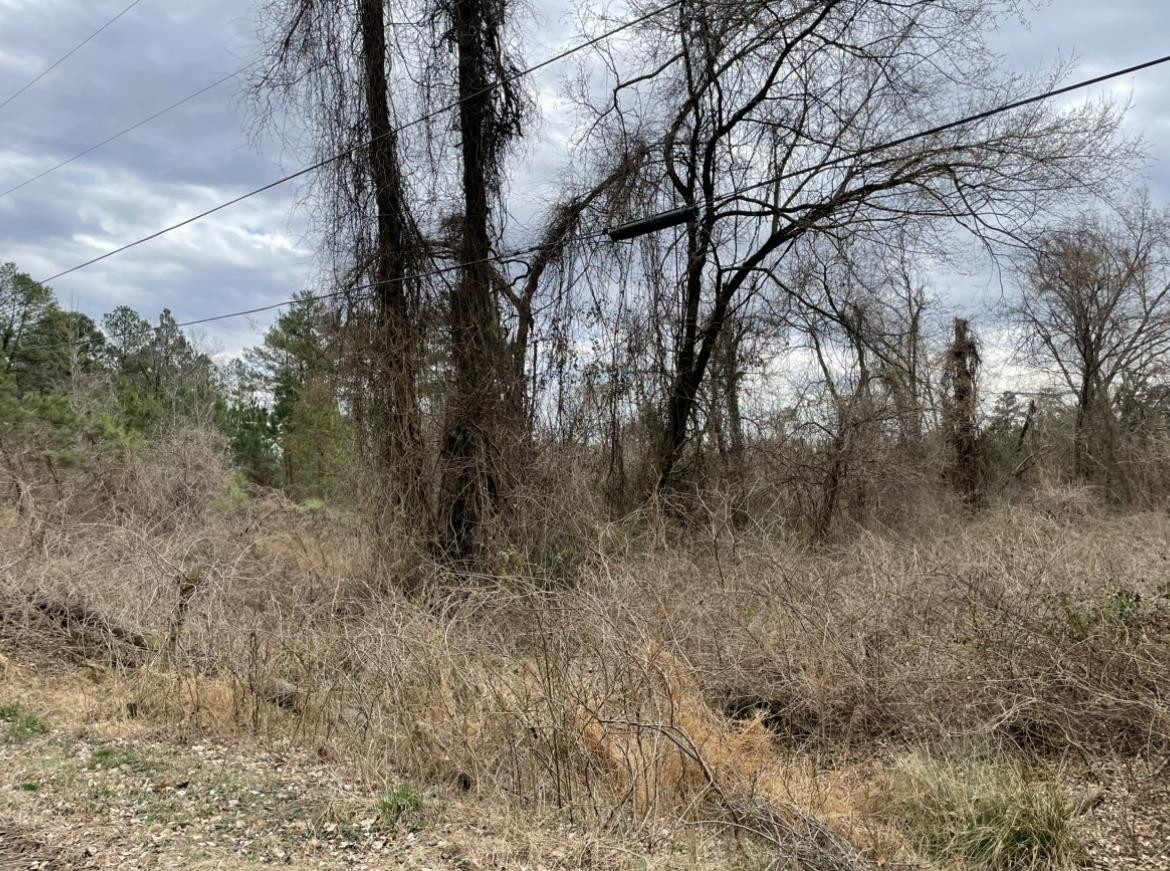223 Teel Drive Durham, NC 27704 - Photo 4 of 7 a view of a forest with trees in the background