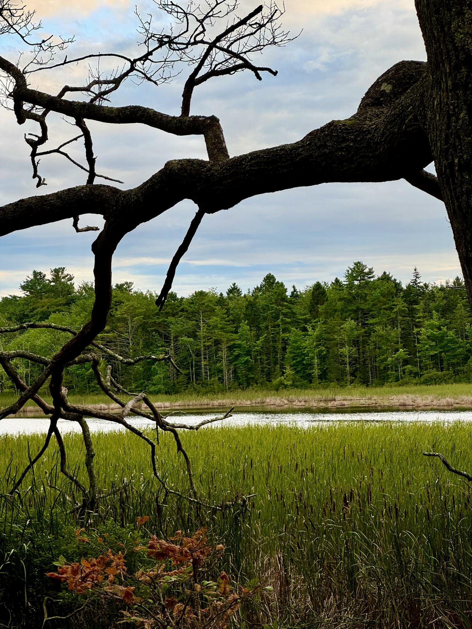 Lot 0 Long Point Road Harpswell, ME 04079 - Photo 3 of 12 IMG_0825