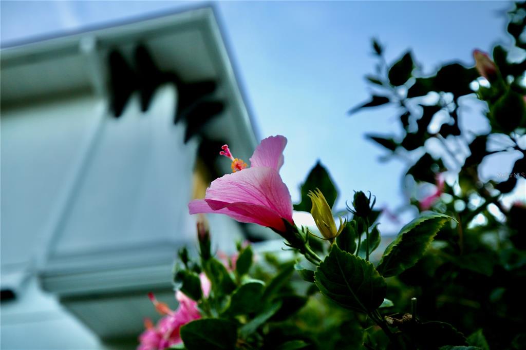 17104 Crawley Road Odessa, FL 33556 - Photo 57 of 61