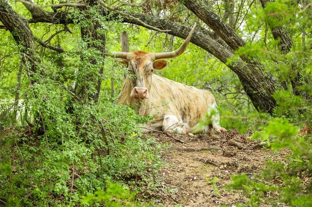 an aerial view of residential houses with outdoor space and trees