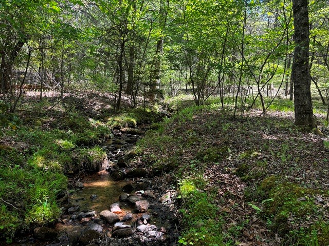 1190 Maple Grove Road Morganton, GA 30560 - Photo 5 of 96 a view of a forest with lots of trees
