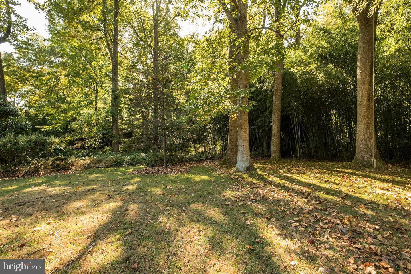 6710 Persimmon Tree Road Bethesda, MD 20817 - Photo 38 of 39 a view of a yard with plants and large trees