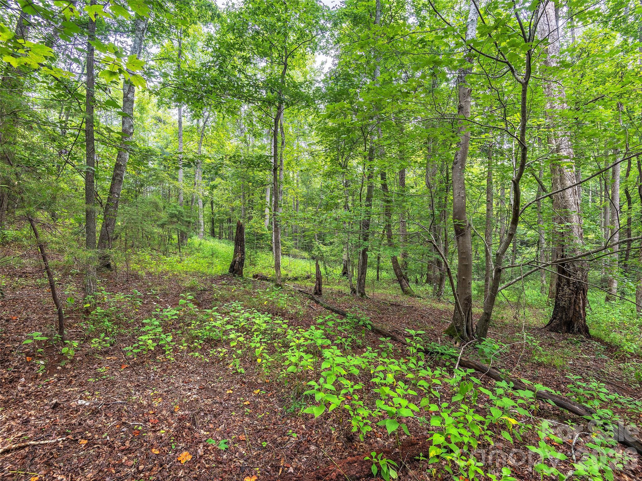 Lot #28 Parkway North Rd Mill Spring, Unit 28 Mill Spring, NC 28756 - Photo 12 of 17