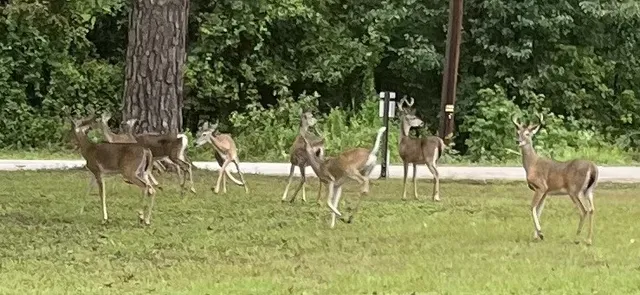 $159,900 | 142 Hounds Chase Lane, Trinity, TX 75862