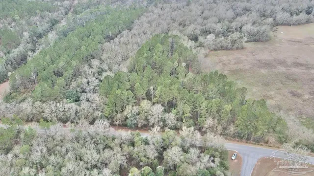 a view of a forest with lots of trees