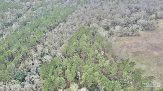 a close up of a field