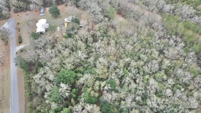 a close up of a plant