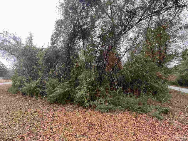 a view of a forest with trees in the background