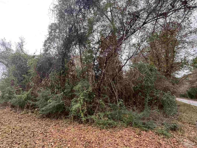a view of a forest with trees in the background