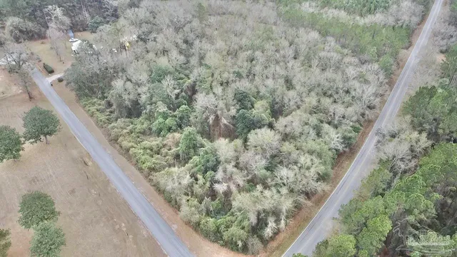 a close up of a tree in a forest