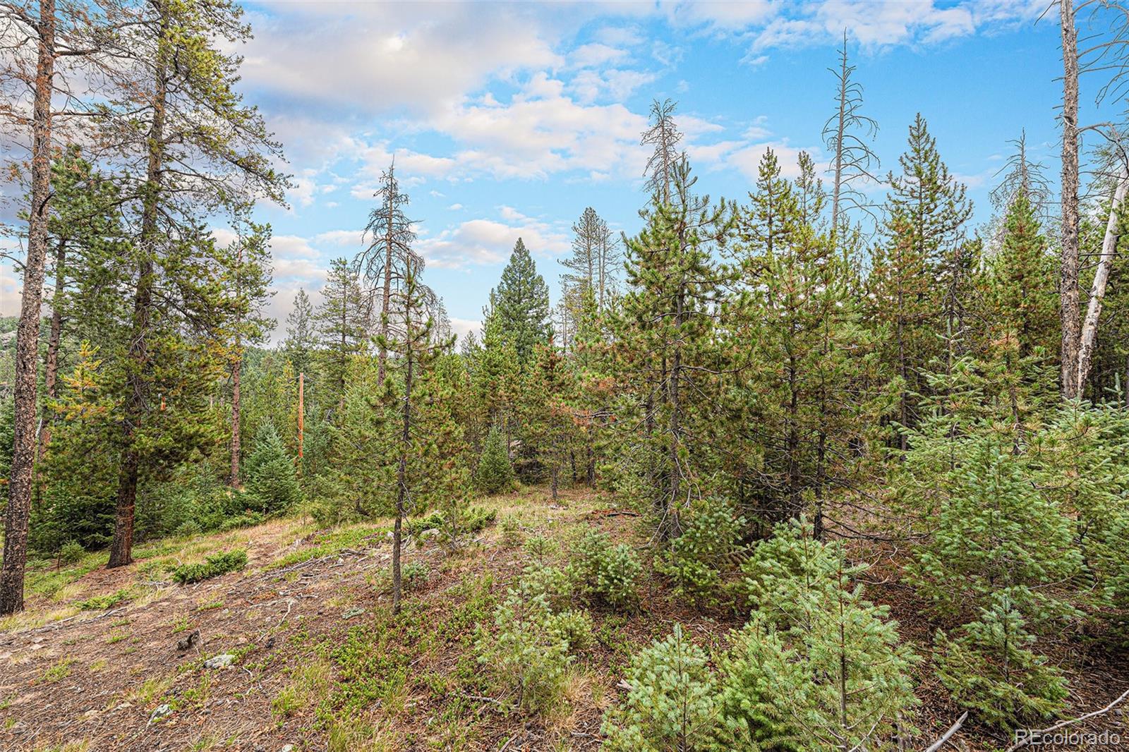 10142 South Turkey Creek Road Conifer, CO 80433 - Photo 40 of 48 a view of a forest with trees