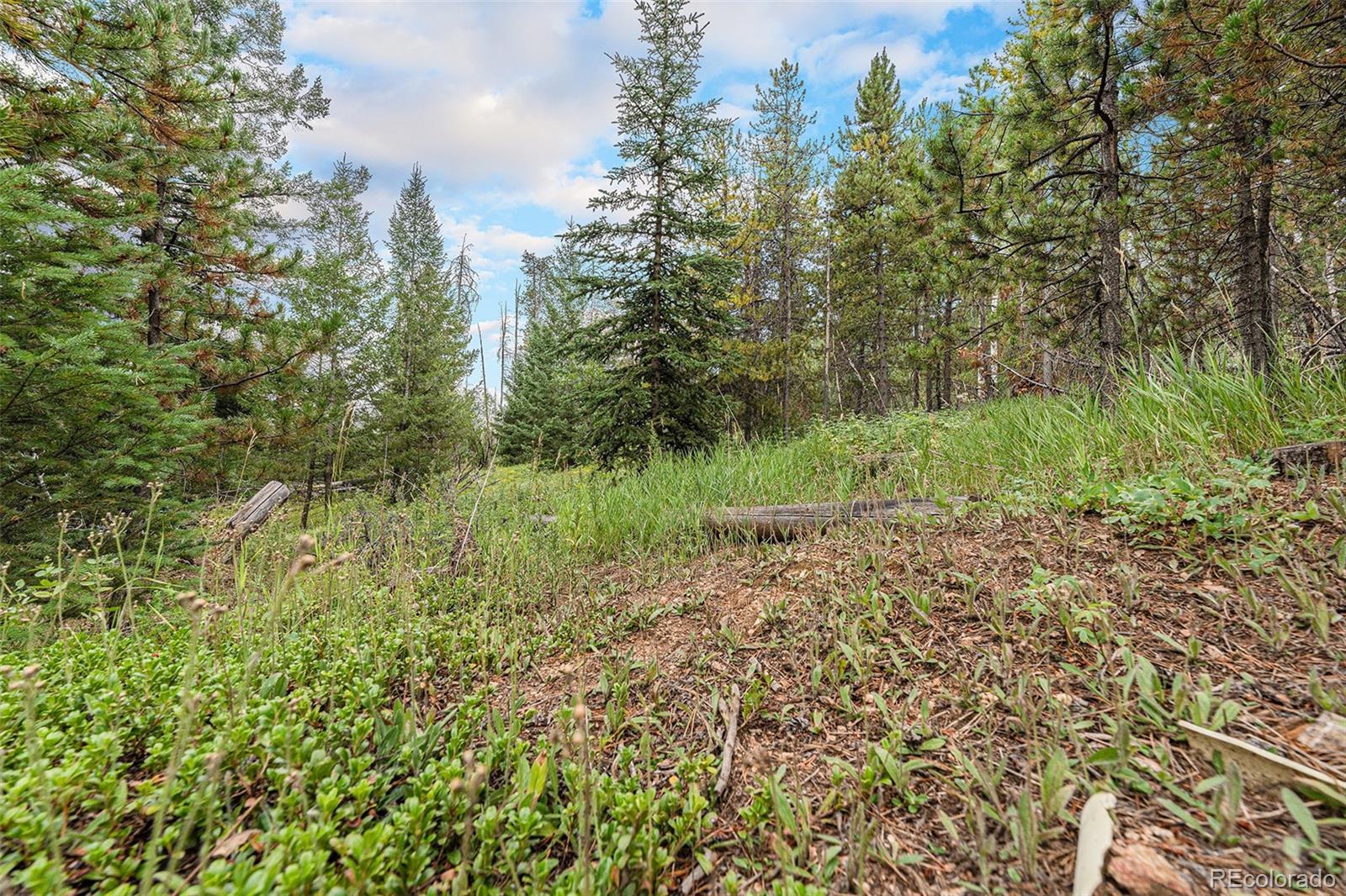 10142 South Turkey Creek Road Conifer, CO 80433 - Photo 42 of 48 a big yard with lots of green space and deers