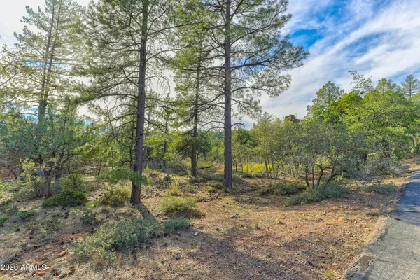 a view of a forest with trees in the background