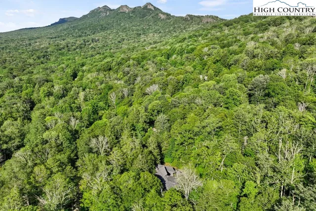 a view of a lush green forest with a mountain in the background