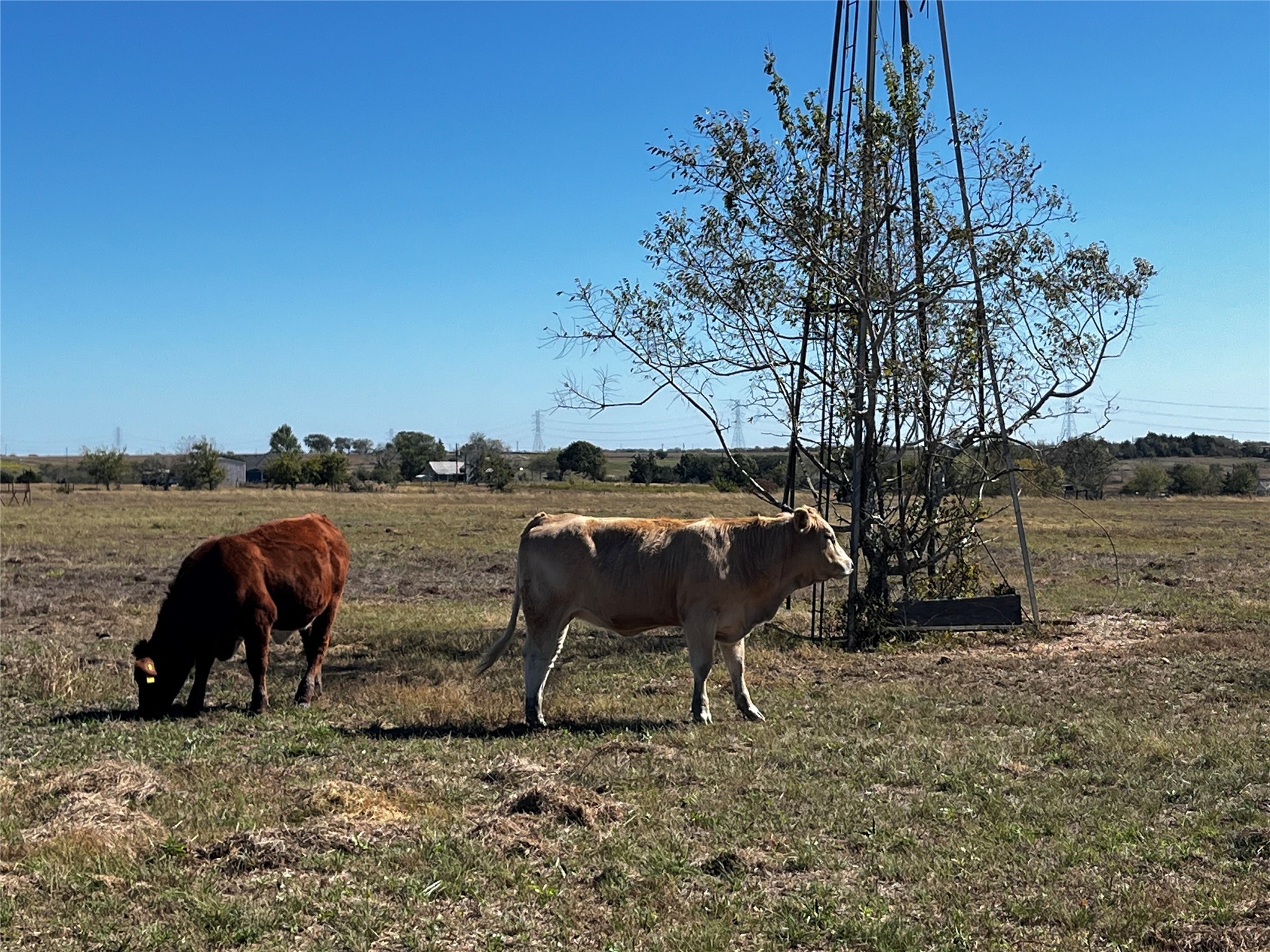 1100 Swiss Alp Hills Loop Schulenburg, TX 78956 - Photo 43 of 46 a backyard of a house with table and chairs