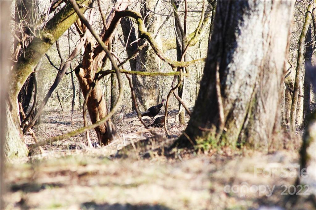 0 Red Road Shelby, NC 28152 - Photo 32 of 41 Gallery Image 32