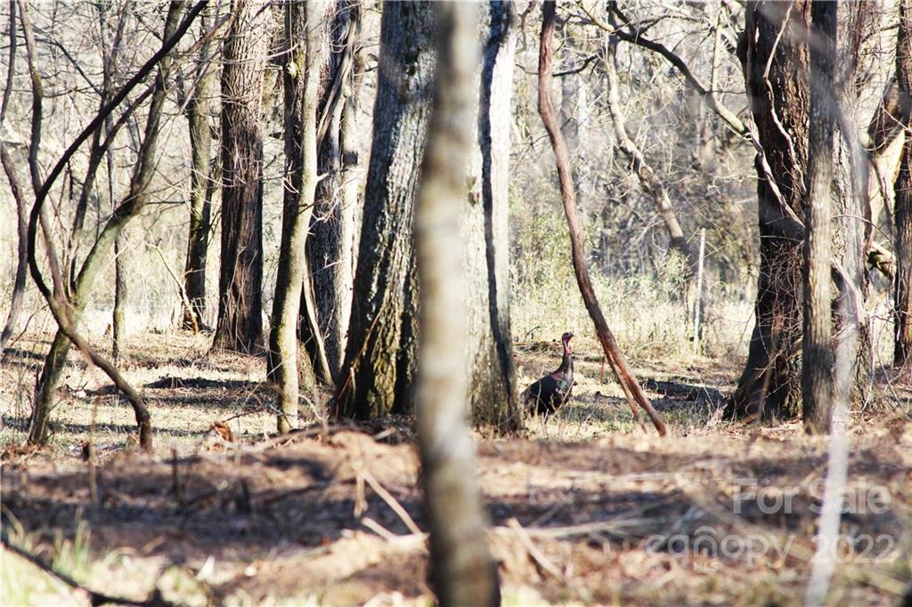 0 Red Road Shelby, NC 28152 - Photo 8 of 41 Gallery Image 8