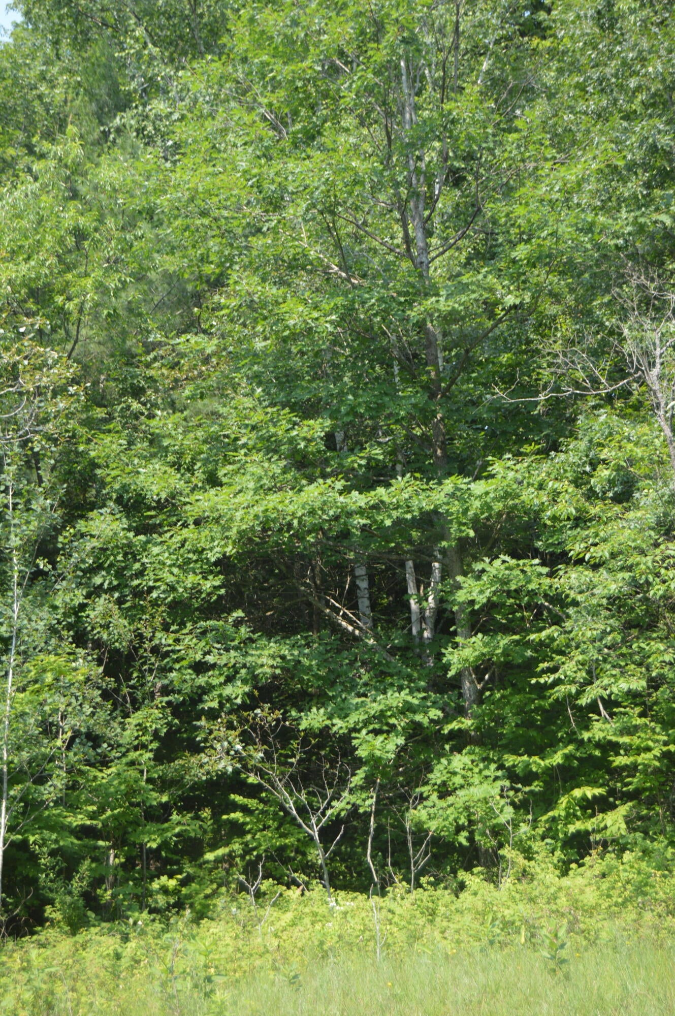 West Kneeland Road Mio, MI 48647 - Photo 1 of 14