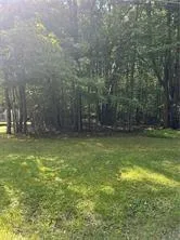 a view of a yard