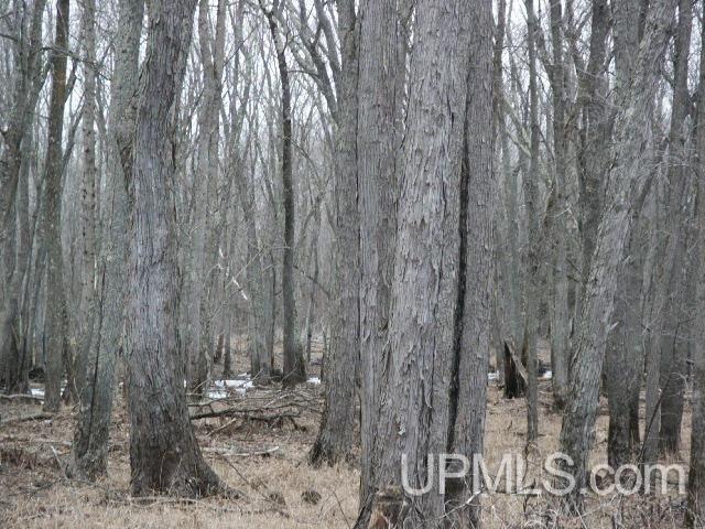 W9221 Snakey Lake Rd Lake Lake, MI 48632 - Photo 23 of 24