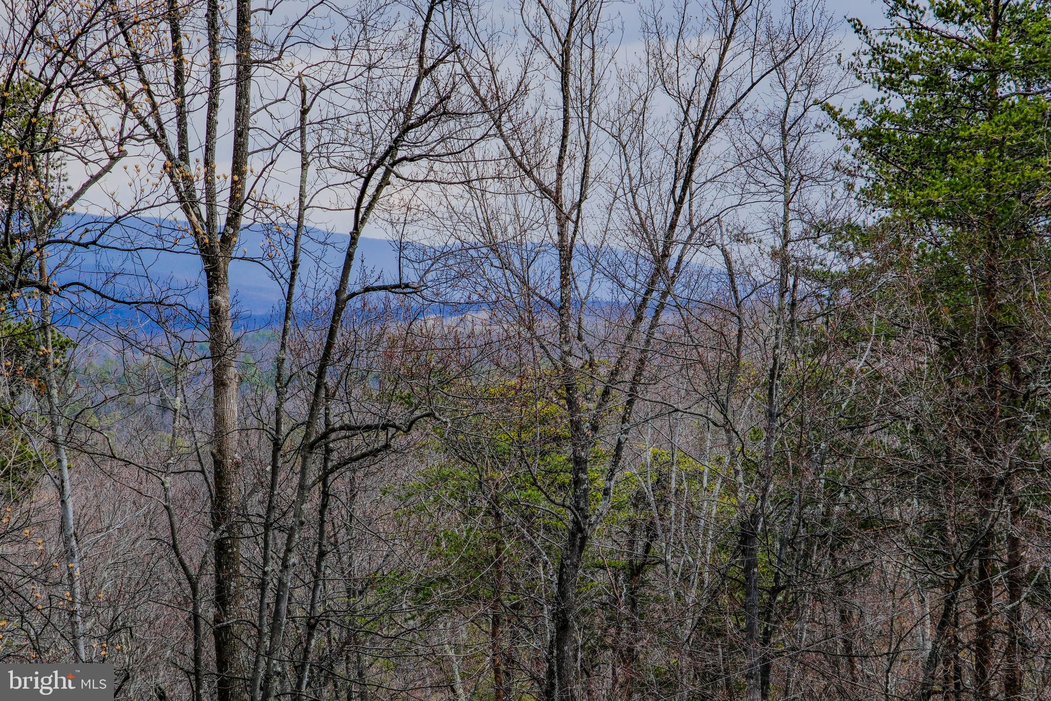 642 Paddys Run Road Star Tannery, VA 22654 - Photo 2 of 79