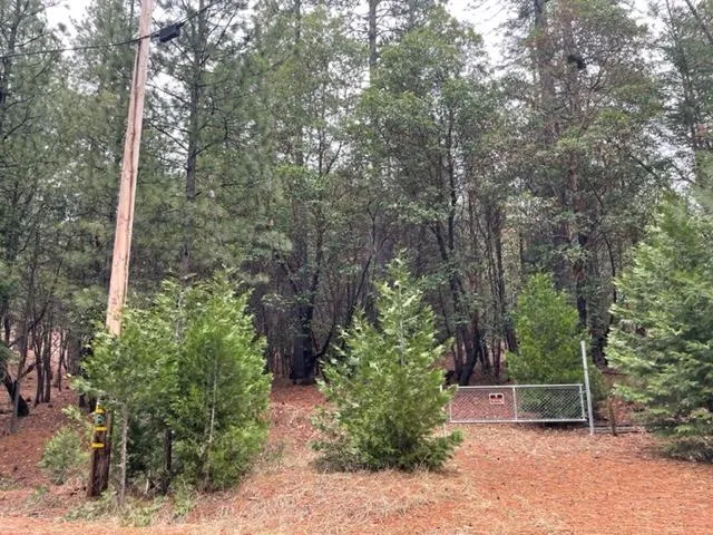 a view of a forest with trees