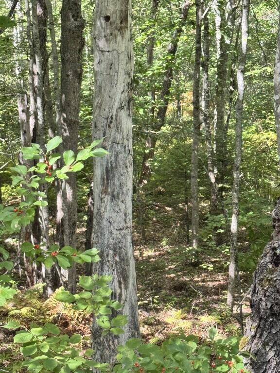 106 Southgate Road Old Town, ME 04468 - Photo 59 of 63 65