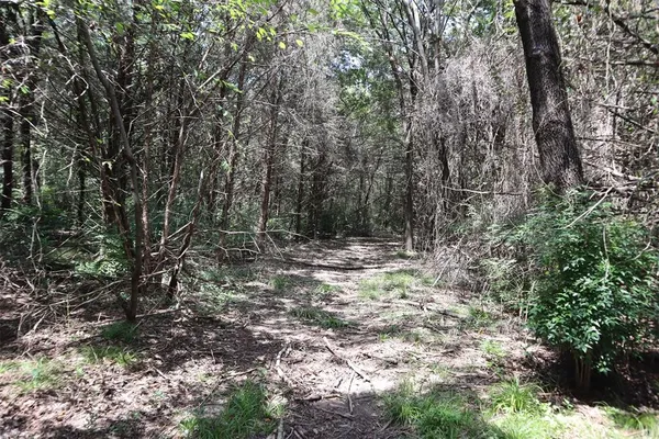 a view of a park with trees