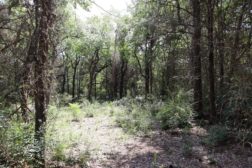 Tbd 3rd Street Pottsboro, TX 75076 - Photo 25 of 31 a view of a forest with trees in the background