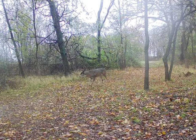 a view of a yard with large trees