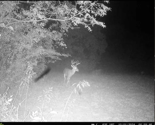 a view of backyard with outdoor seating and green space