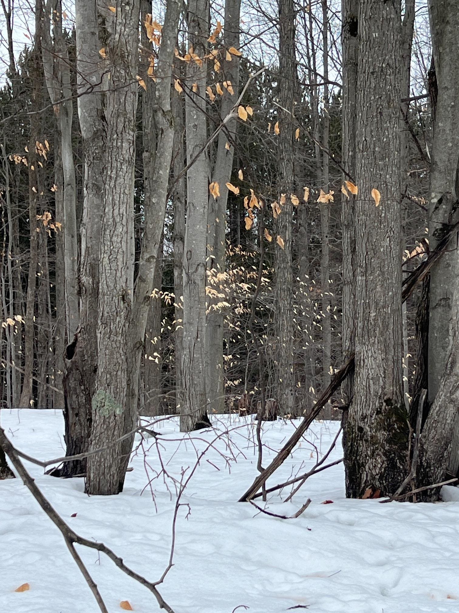0 East 8 Mile Road Luther, MI 49656 - Photo 6 of 11
