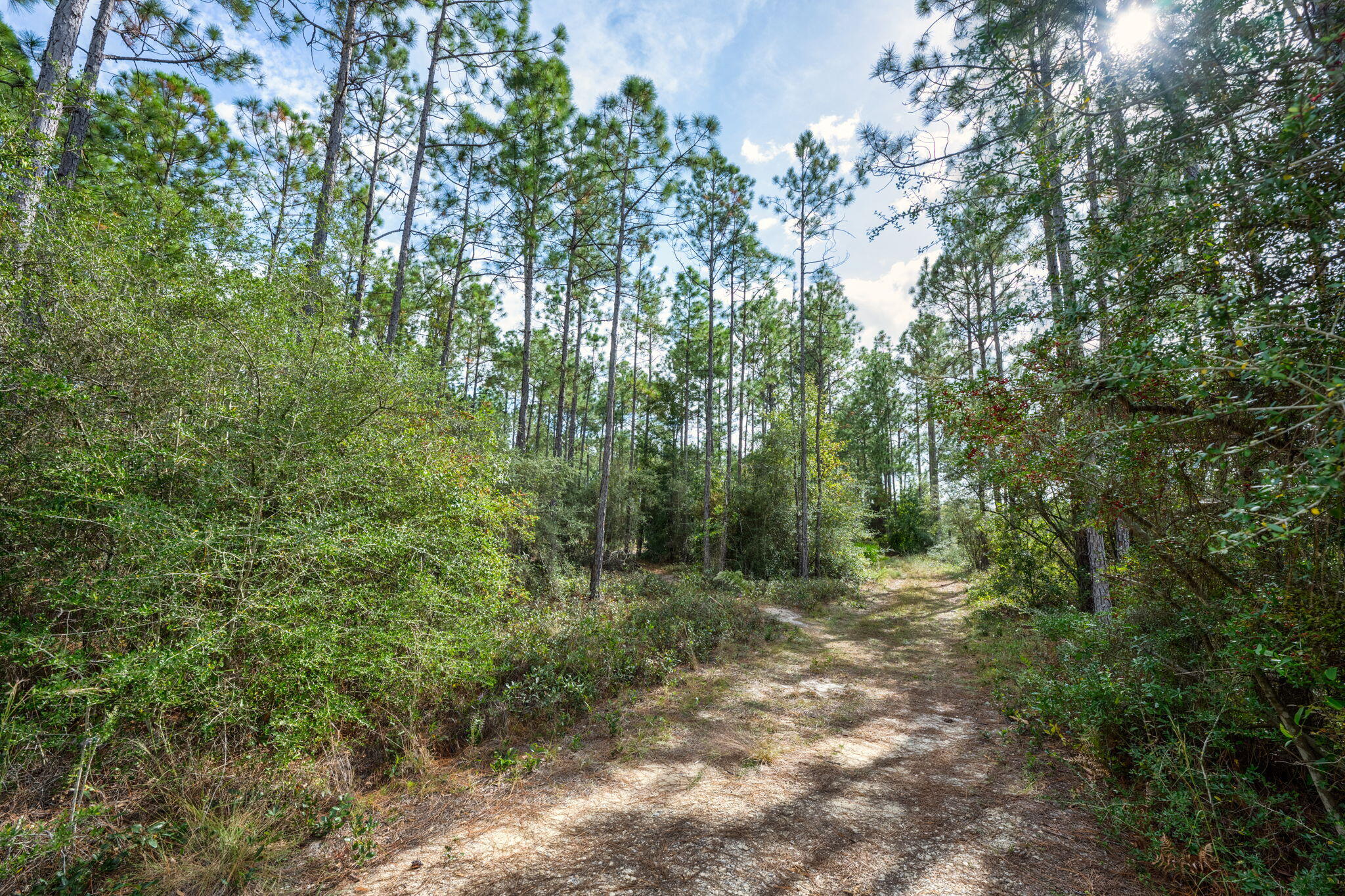 526 Don Graff Road Freeport, FL 32439 - Photo 4 of 20 a view of a forest with trees in the background