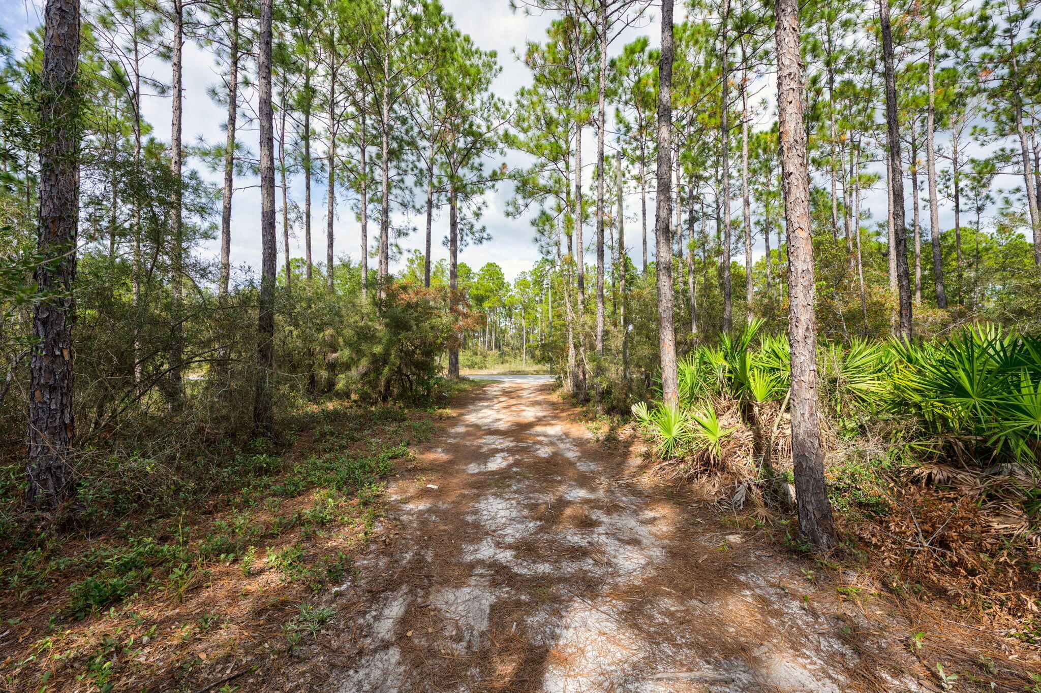 526 Don Graff Road Freeport, FL 32439 - Photo 5 of 20 a view of backyard with tree