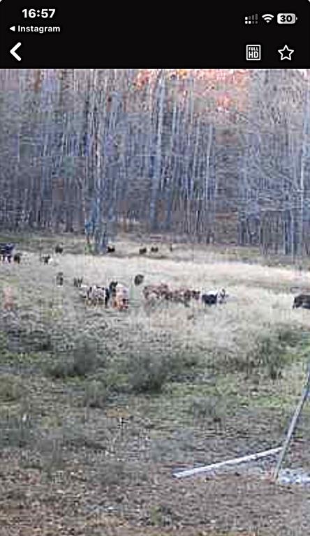 3230 Rd Clarksville Tx 75426 Road Clarksville, TX 75426 - Photo 2 of 9 group of feral hogs
